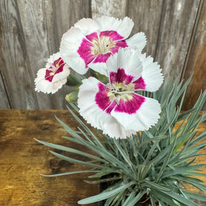 Quart Dianthus American Pie Berry a la Mode