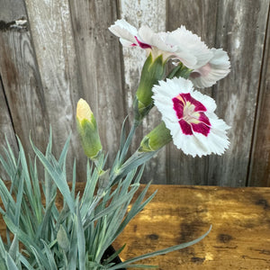 Quart Dianthus American Pie Berry a la Mode