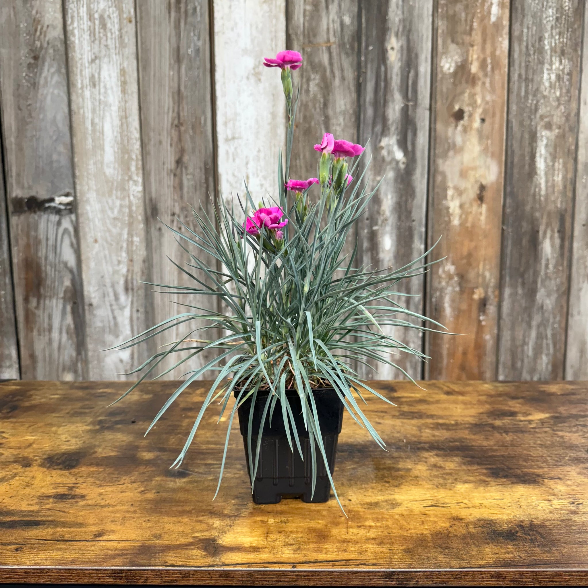 Load image into Gallery viewer, Dianthus American Pie Bumbleberry Pie perennial plant with bright pink carnation flowers in black nursery pot