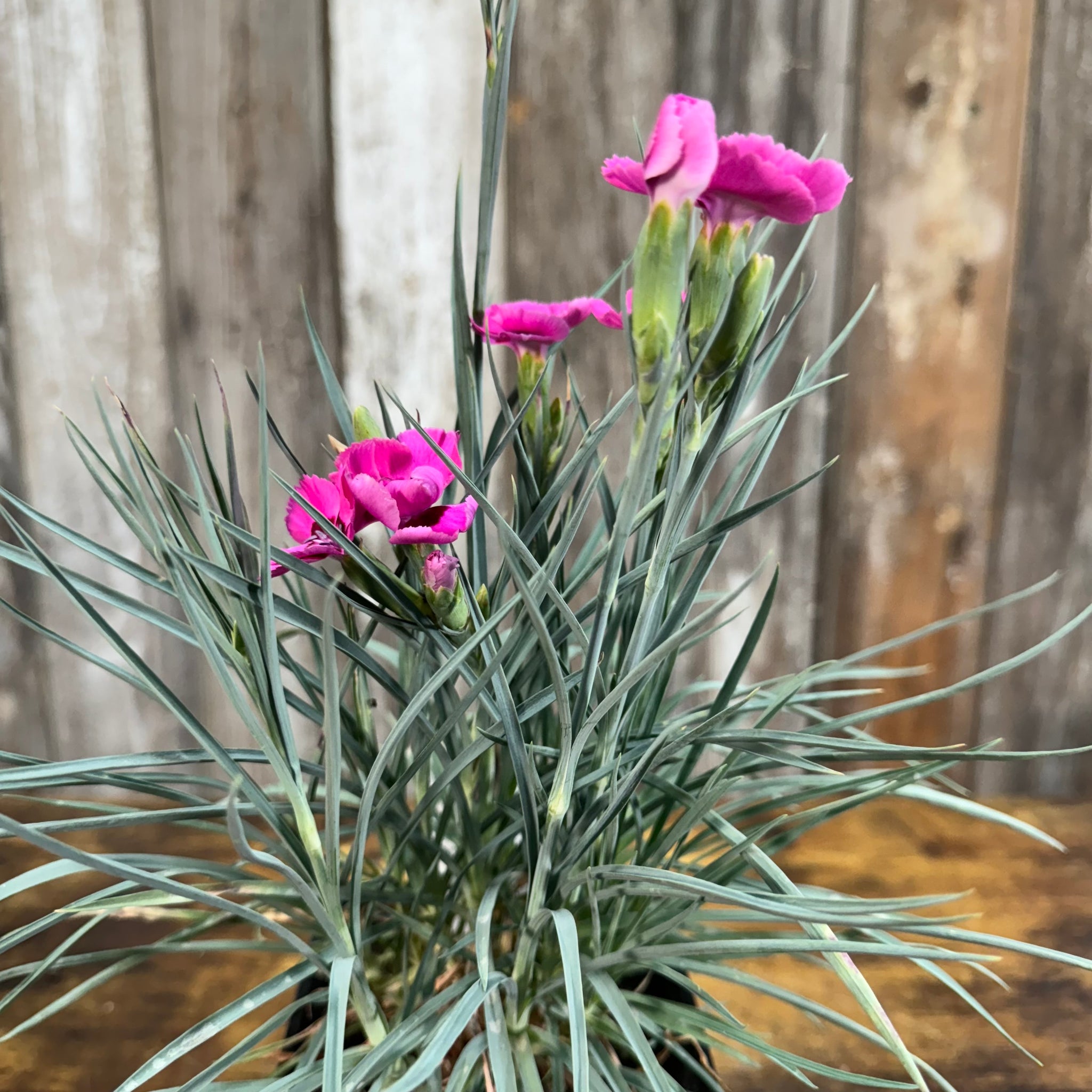 Load image into Gallery viewer, Dianthus American Pie Bumbleberry Pie perennial with bright pink ruffled flowers and blue-green foliage