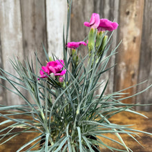 Load image into Gallery viewer, Quart Dianthus American Pie Bumbleberry Pie