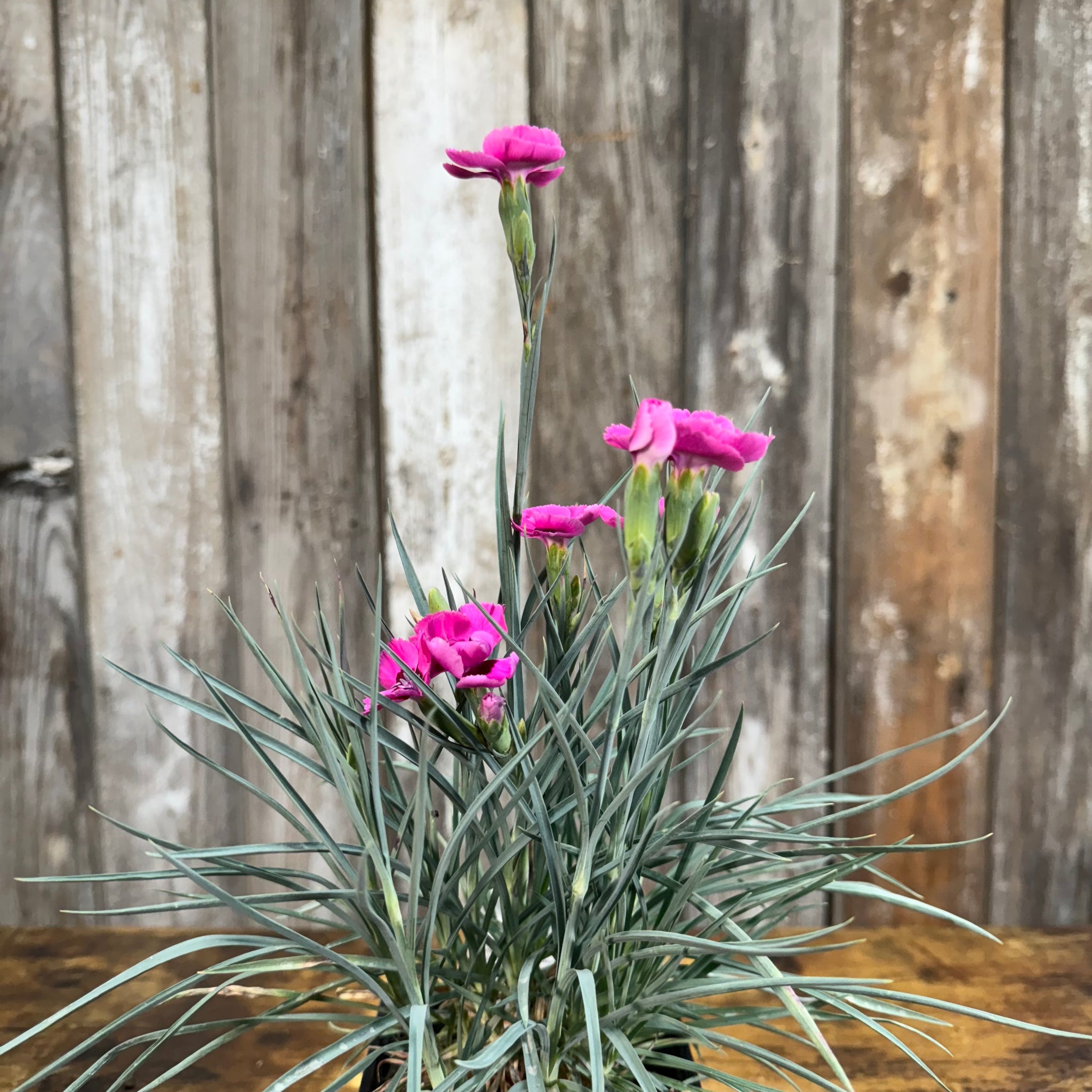 Load image into Gallery viewer, Dianthus American Pie Bumbleberry Pie perennial plant with bright pink carnation flowers and blue-green foliage