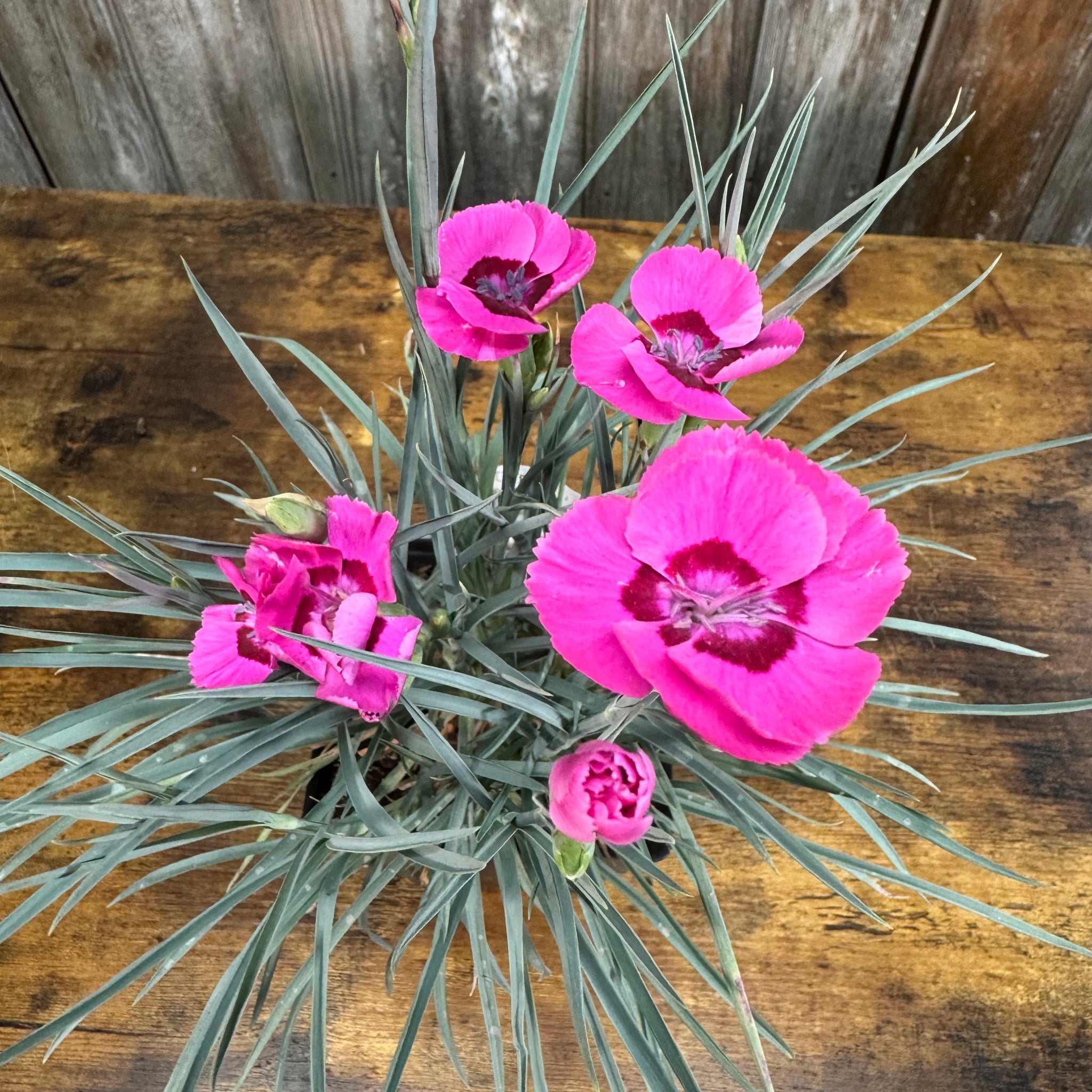 Load image into Gallery viewer, Bright pink Dianthus flowers with fringed petals and narrow gray-green foliage on wooden surface