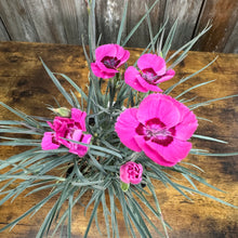 Load image into Gallery viewer, Quart Dianthus American Pie Bumbleberry Pie