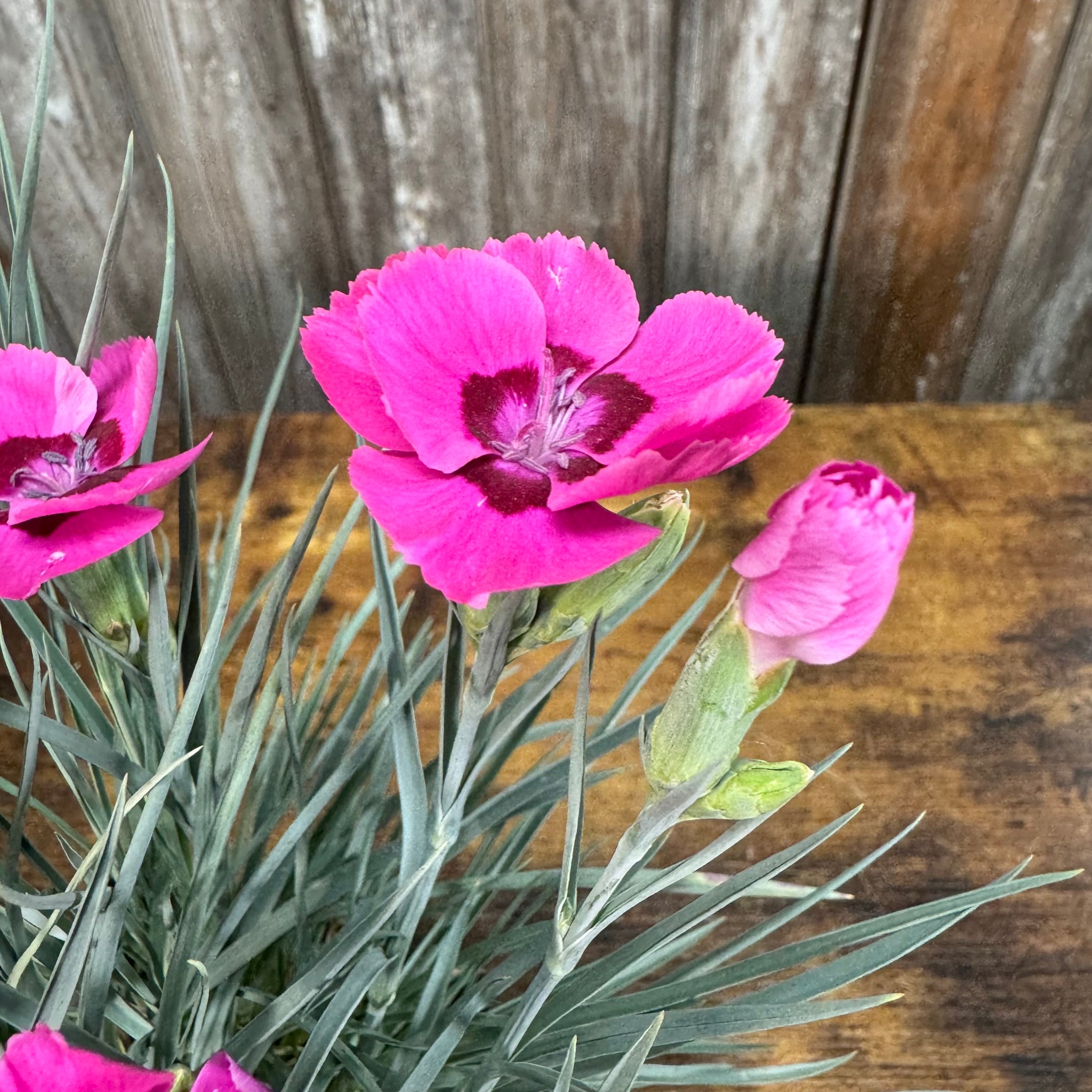 Load image into Gallery viewer, Bright pink Dianthus flowers with fringed petals and dark centers blooming above blue-green foliage