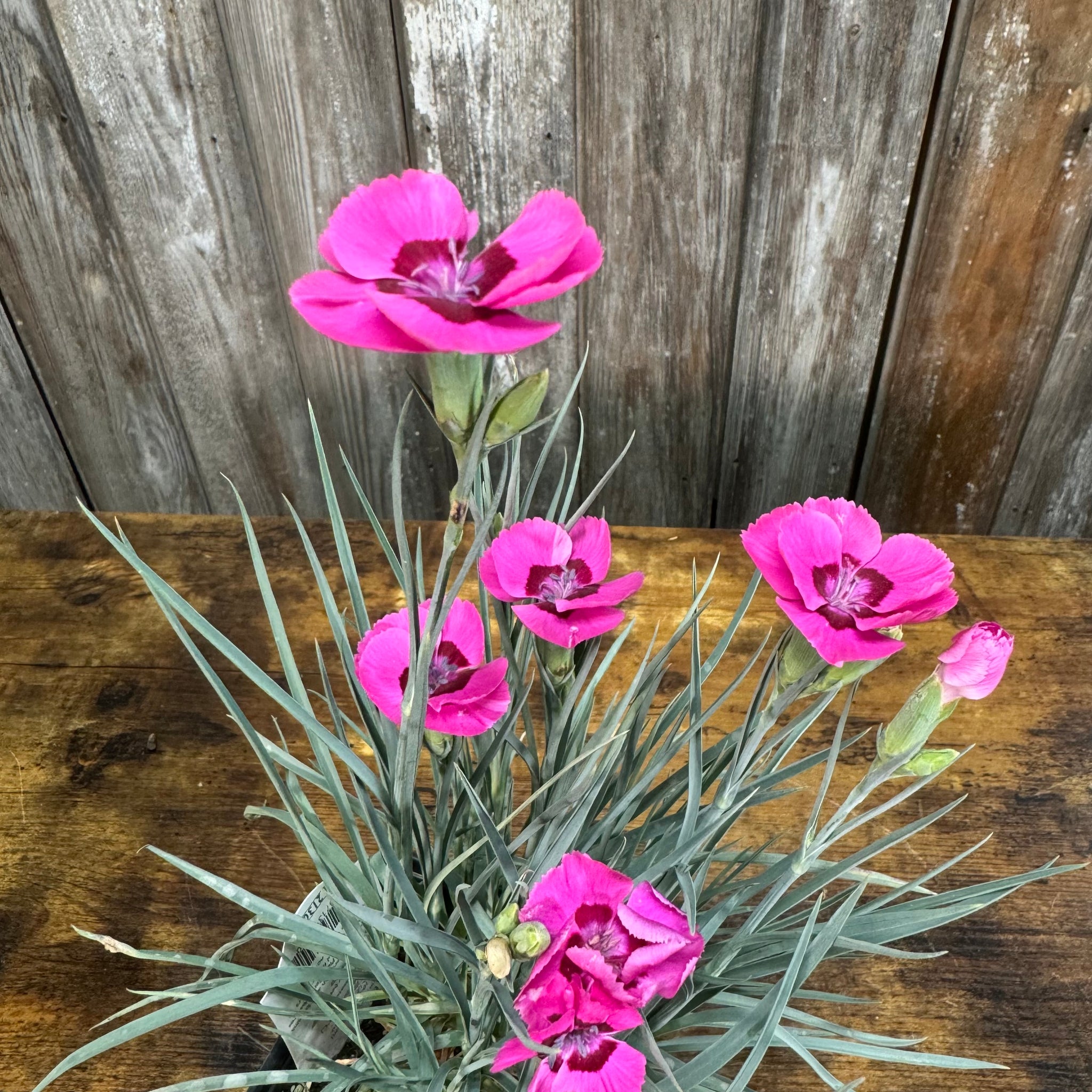 Load image into Gallery viewer, Vibrant pink Dianthus Bumbleberry Pie flowers with blue-green foliage blooming in garden display