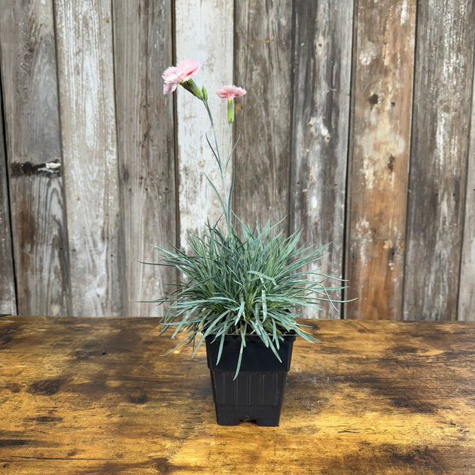 Dianthus American Pie Georgia Peach Pie perennial plant with pink carnation flowers in black pot