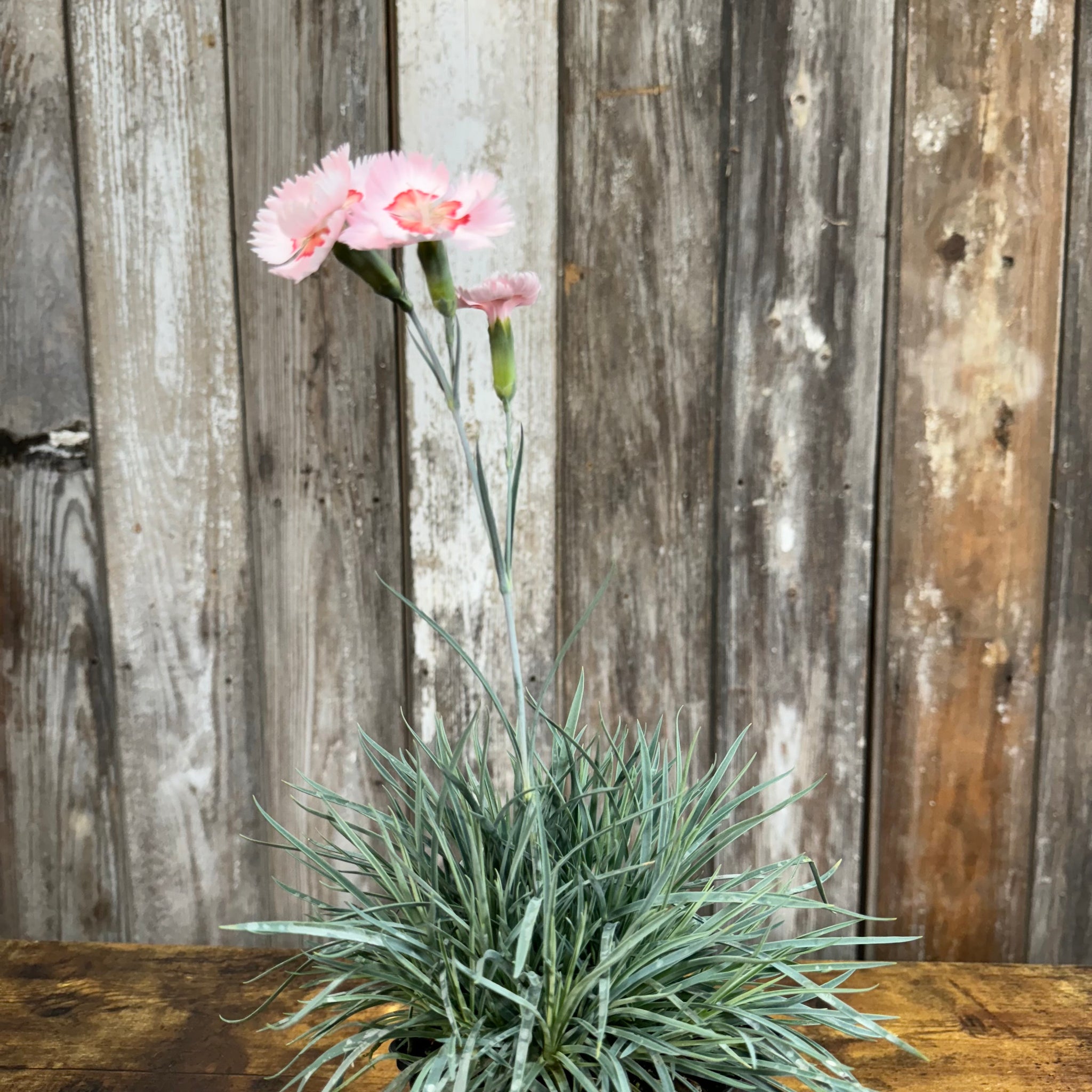 Load image into Gallery viewer, Dianthus Georgia Peach Pie perennial plant with pink fringed flowers and grass-like foliage