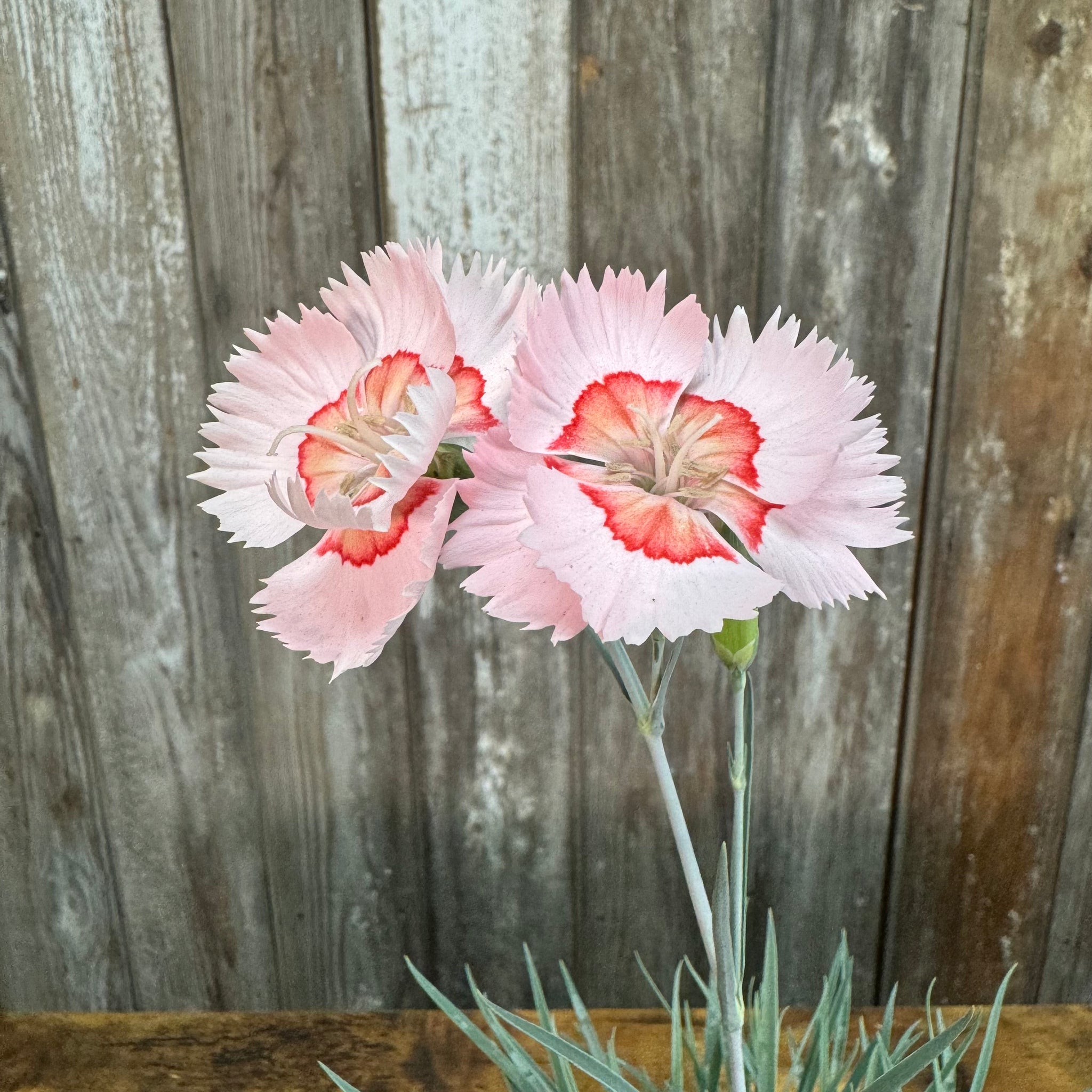 Load image into Gallery viewer, Two pink carnation flowers with red centers and fringed petals against weathered wood fence