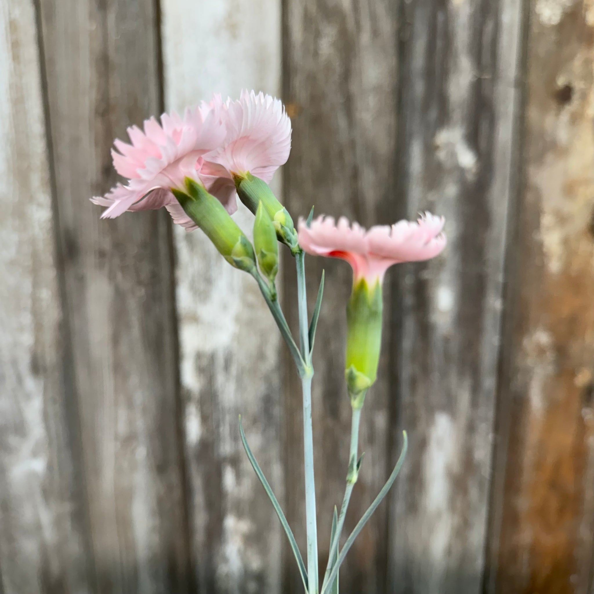 Load image into Gallery viewer, Pink carnation flowers with fringed petals on green stems against weathered wood fence