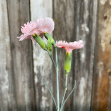 Load image into Gallery viewer, Quart Dianthus American Pie Georgie Peach Pie