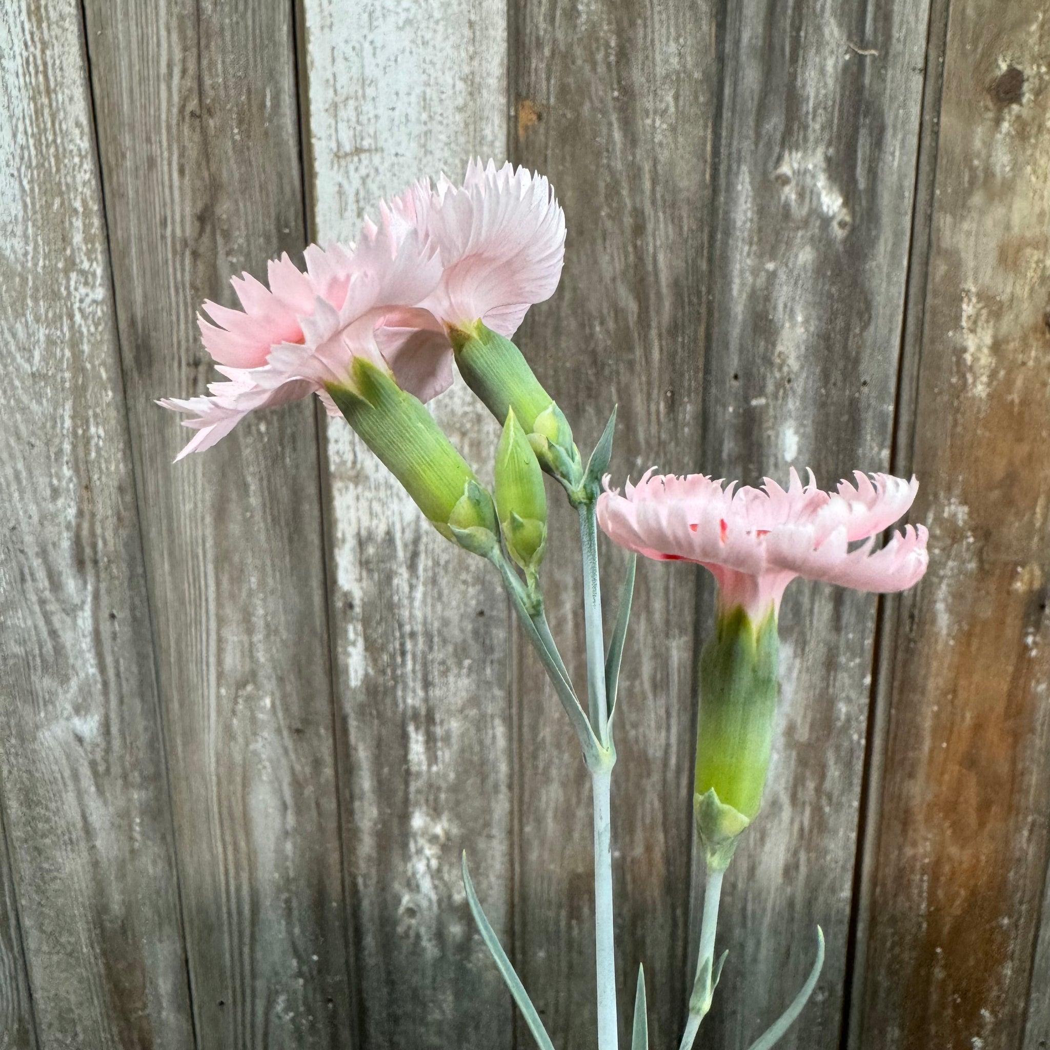 Load image into Gallery viewer, Pink Dianthus carnation flowers with ruffled petals and green stems against weathered wooden fence