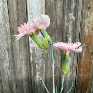 Quart Dianthus American Pie Georgie Peach Pie