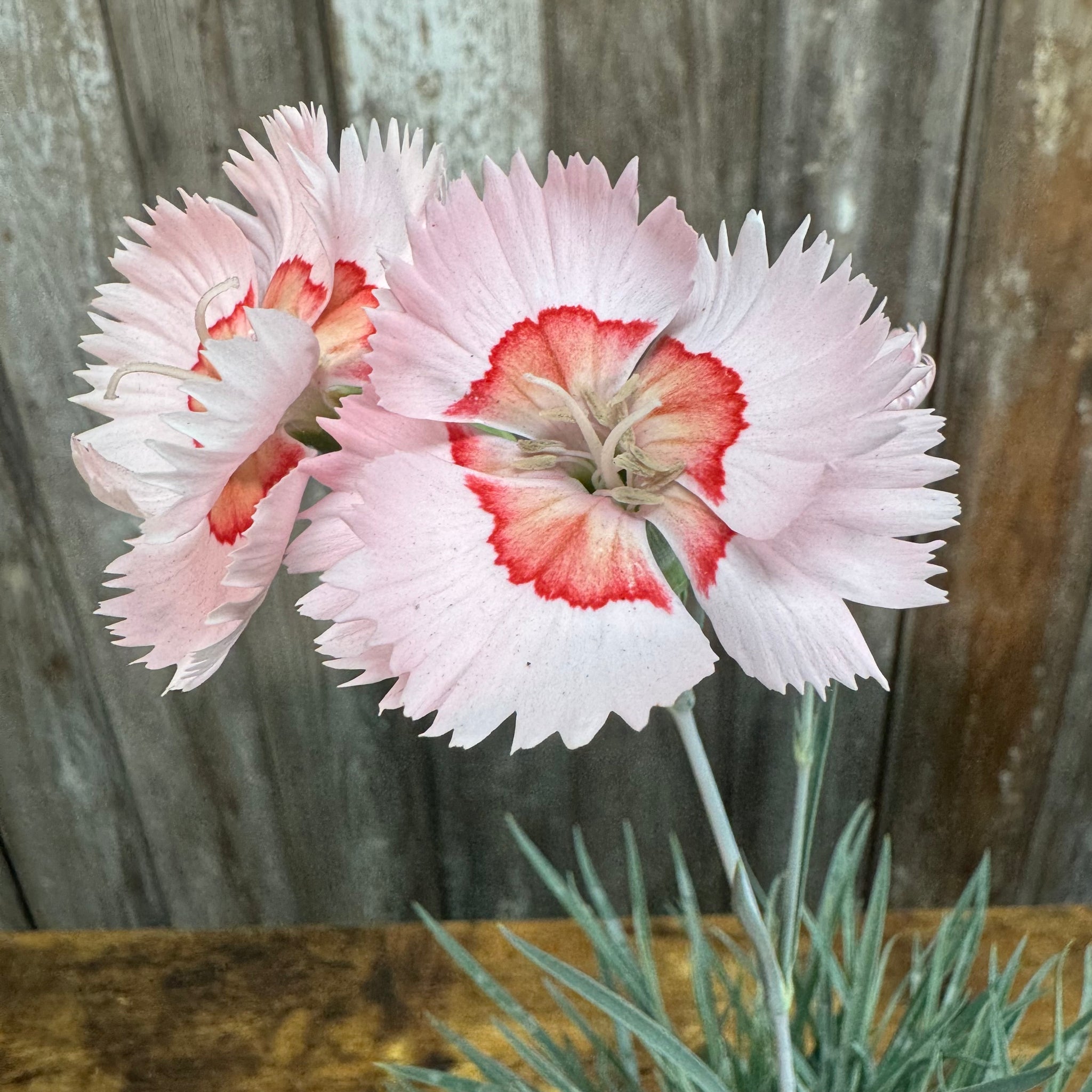 Load image into Gallery viewer, White Dianthus flowers with red centers and fringed petals blooming in garden