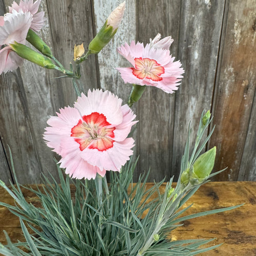 #1 Dianthus American Pie Georgia Peach Pie