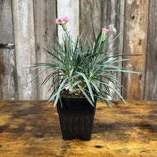 Load image into Gallery viewer, Dianthus Premier Pinball Wizard