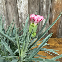Load image into Gallery viewer, Dianthus Premier Pinball Wizard