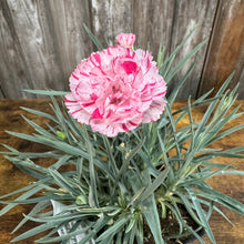 Load image into Gallery viewer, Dianthus Premier Pinball Wizard