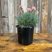 Load image into Gallery viewer, Dianthus Scent First Tall Romance