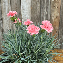 Load image into Gallery viewer, Dianthus Scent First Tall Romance