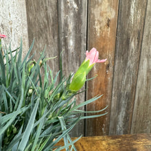 Load image into Gallery viewer, Dianthus Scent First Tall Romance