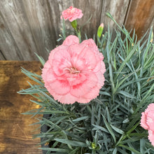 Load image into Gallery viewer, Dianthus Scent First Tall Romance