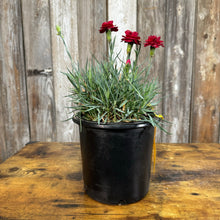 Load image into Gallery viewer, Dianthus Scent First Tall Passion