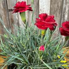 Load image into Gallery viewer, Dianthus Scent First Tall Passion