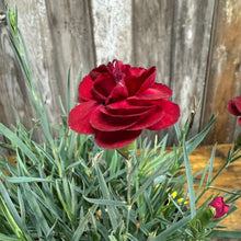 Load image into Gallery viewer, Dianthus Scent First Tall Passion