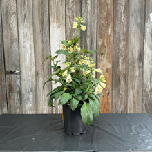 Load image into Gallery viewer, Foxglove Camelot Crème perennial plant in black pot with cream-colored bell-shaped flowers