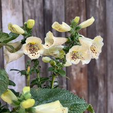 Load image into Gallery viewer, Foxglove Camelot Crème perennial with cream-colored tubular flowers featuring burgundy speckled throats