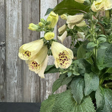Load image into Gallery viewer, Foxglove Camelot Crème perennial plant with pale yellow tubular flowers and dark red speckled throats