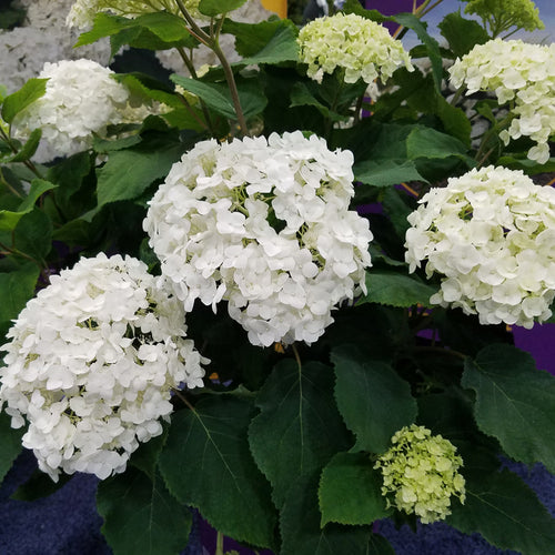 Hydrangea (Smooth) FlowerFull