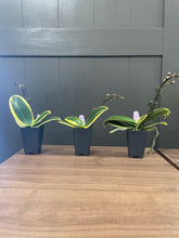 Load image into Gallery viewer, Phalaenopsis Orchid