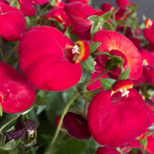Load image into Gallery viewer, Annual Planter Mono