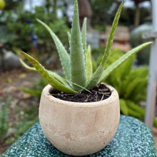 Load image into Gallery viewer, Small Cercle Planter