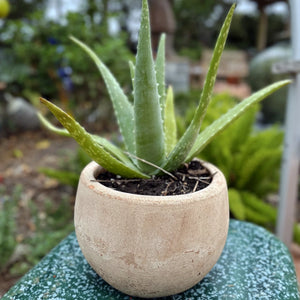 Small Cercle Planter