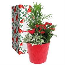 Load image into Gallery viewer, Holiday Gift Planter
