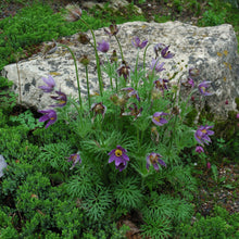 Load image into Gallery viewer, Purple Pasque flowers blooming in natural rock garden setting with moss