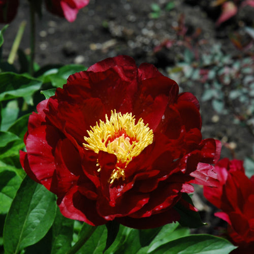 Peony Buckeye Belle