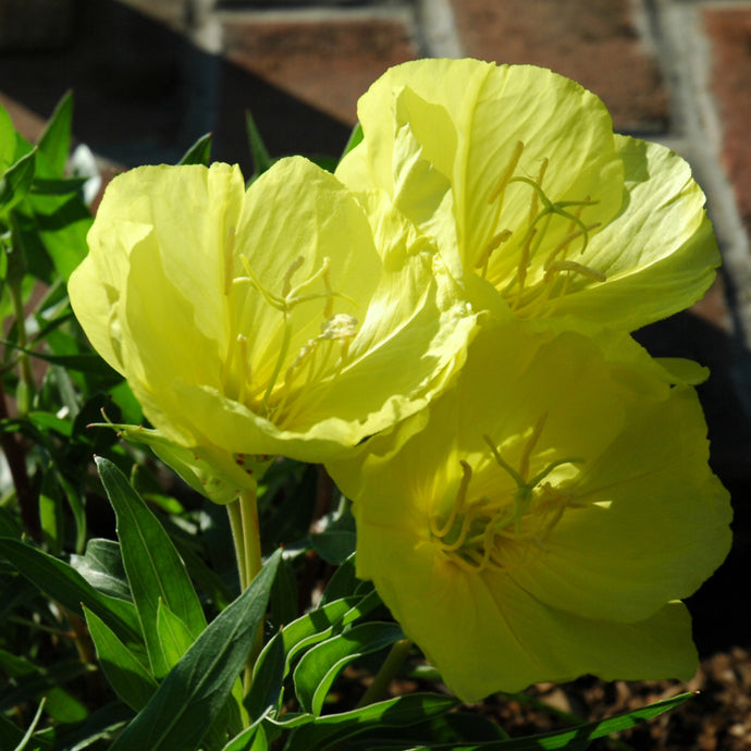 Bright yellow evening primrose flowers blooming with green foliage in garden setting