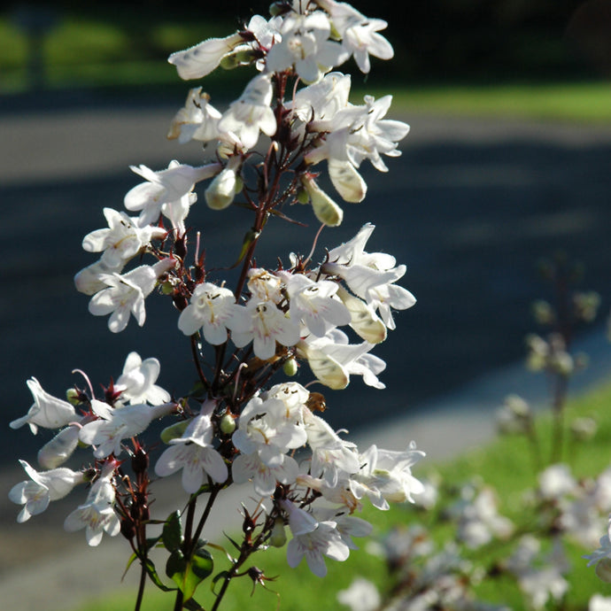 Beardtongue Husker Red