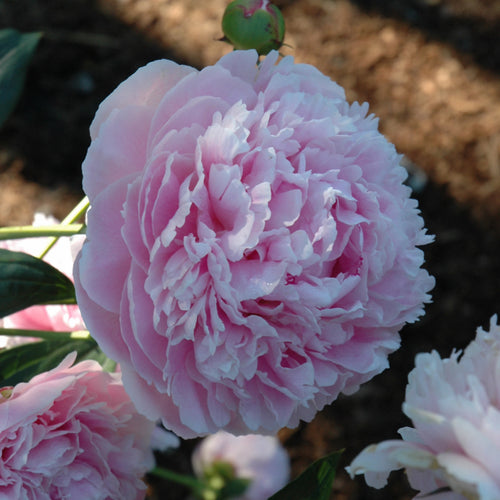 Peony Shirley Temple