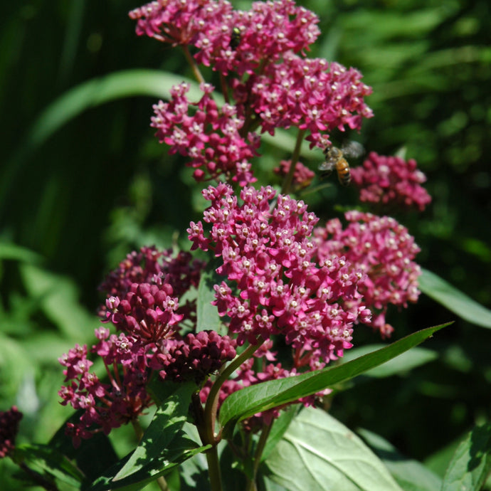 Swamp Milkweed Pink