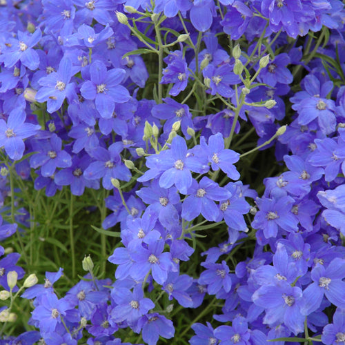 Delphinium Grand Mirror