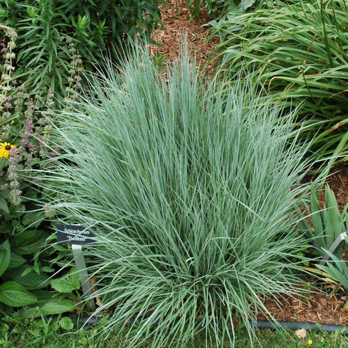 Grass Little Bluestem The Blues