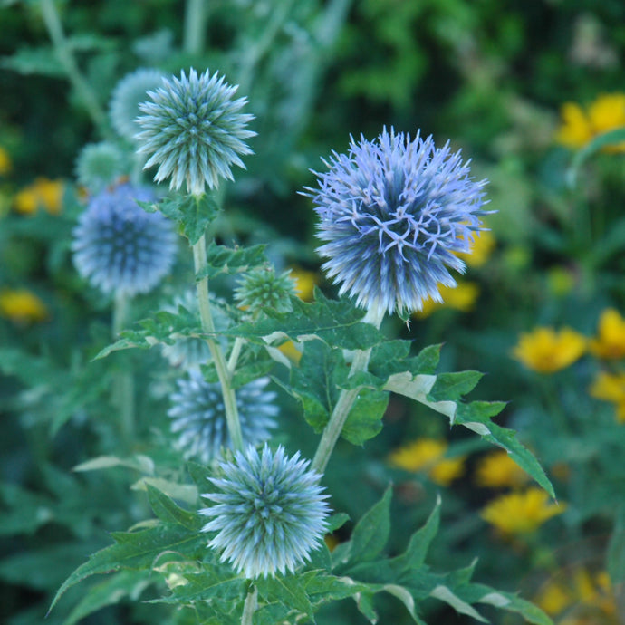 Globe Thistle Small
