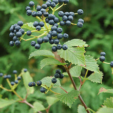 Load image into Gallery viewer, Viburnum Arrowwood Blue Muffin