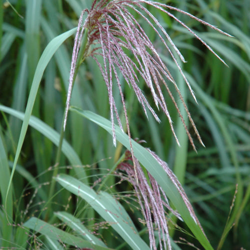 Grass Maiden