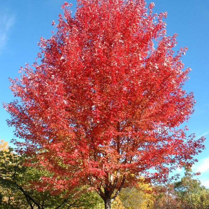 Maple Autumn Blaze